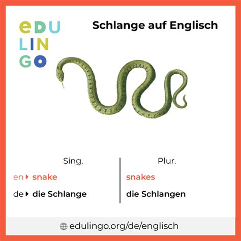 schlange englisch|Schlange in English